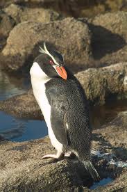 Dickschnabelpinguin
