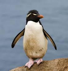 Felsenpinguin