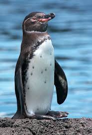 Galapagospinguin