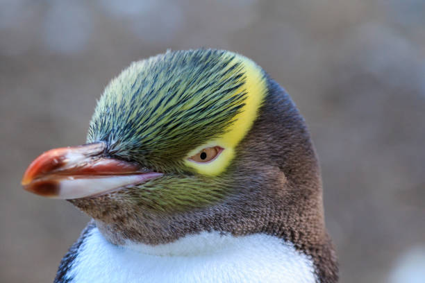 Gelbaugenpinguin